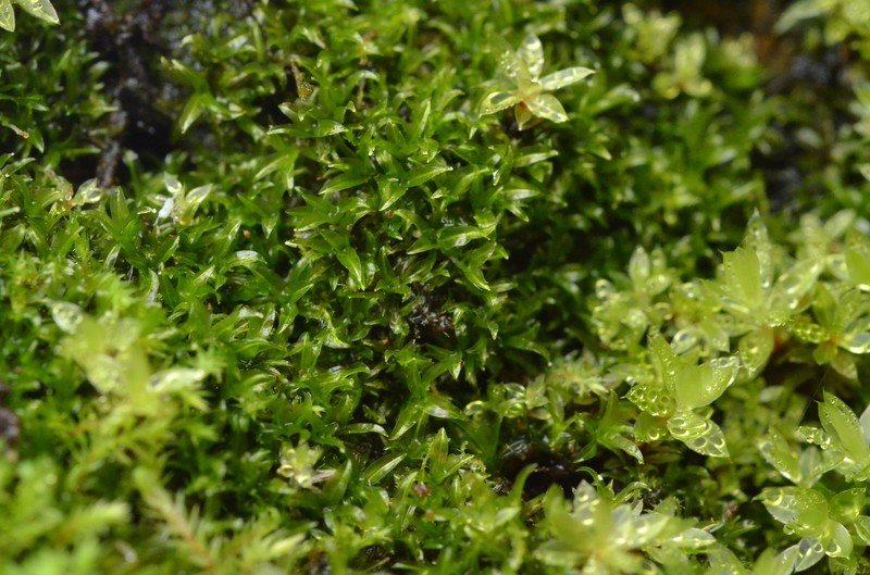 Cataract Scopelophila Moss photo 5