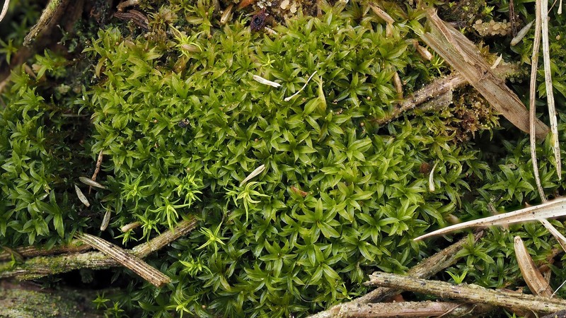 Cataract Scopelophila Moss photo 6