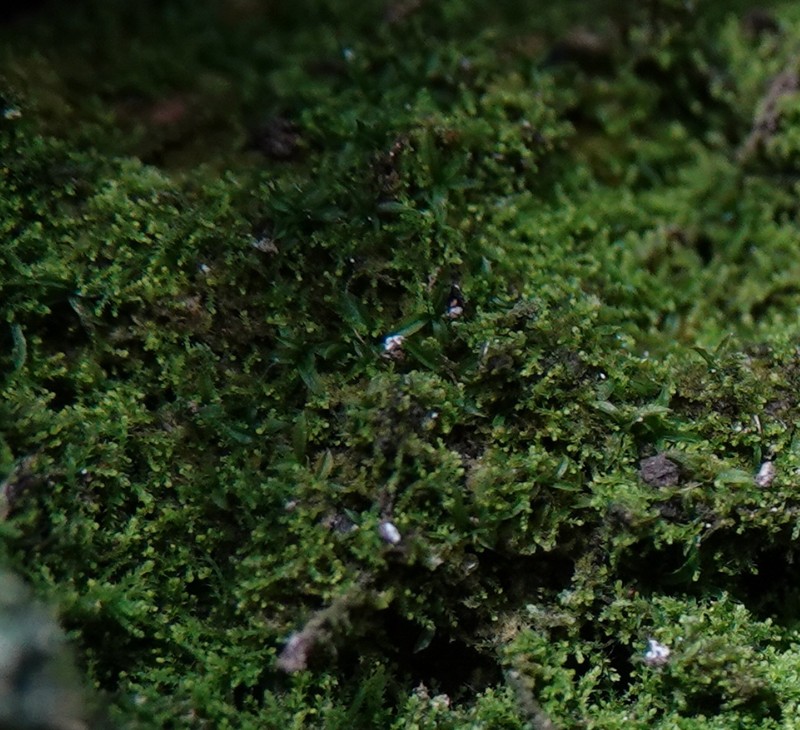 Cataract Scopelophila Moss photo 7