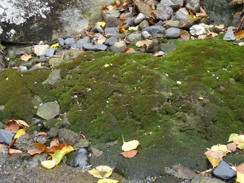 Cataract Scopelophila Moss