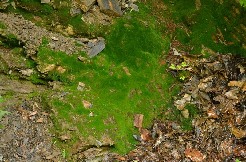 Ligulate Scopelophila Moss