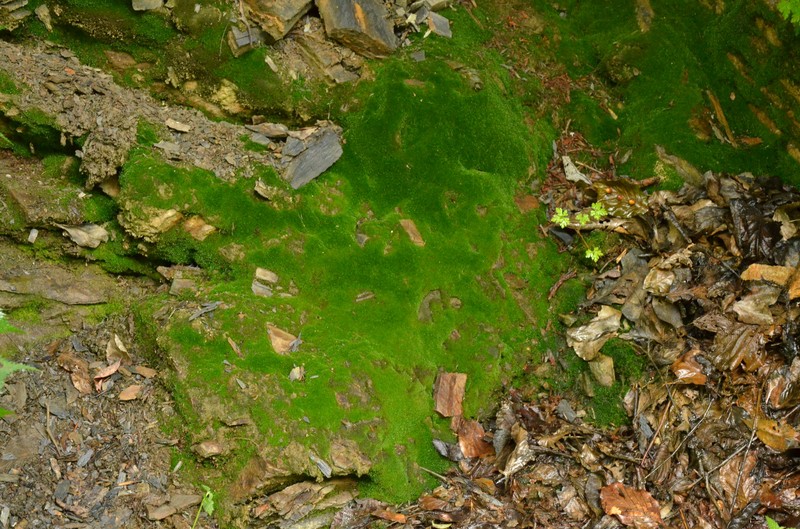 Ligulate Scopelophila Moss photo 2