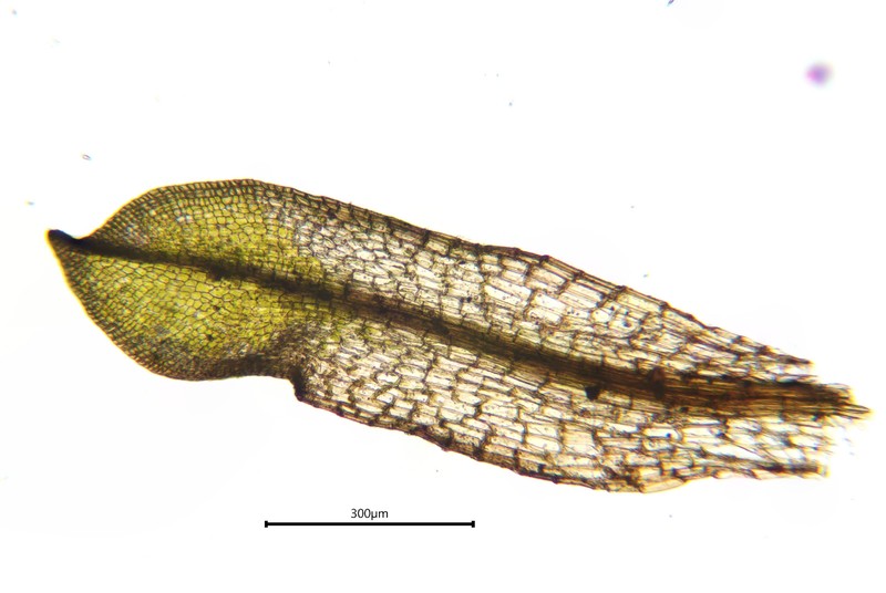 Ligulate Scopelophila Moss photo 3