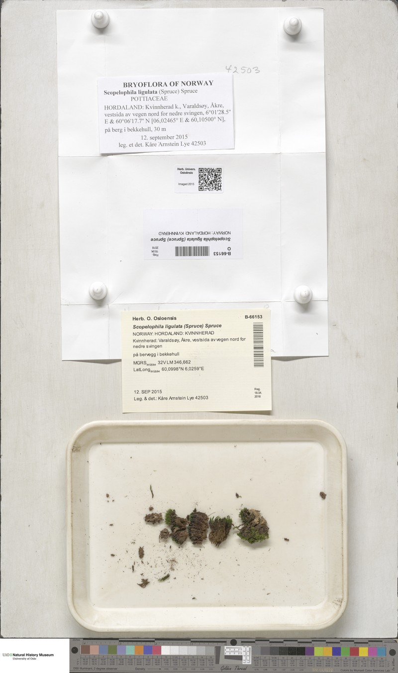Ligulate Scopelophila Moss photo 4