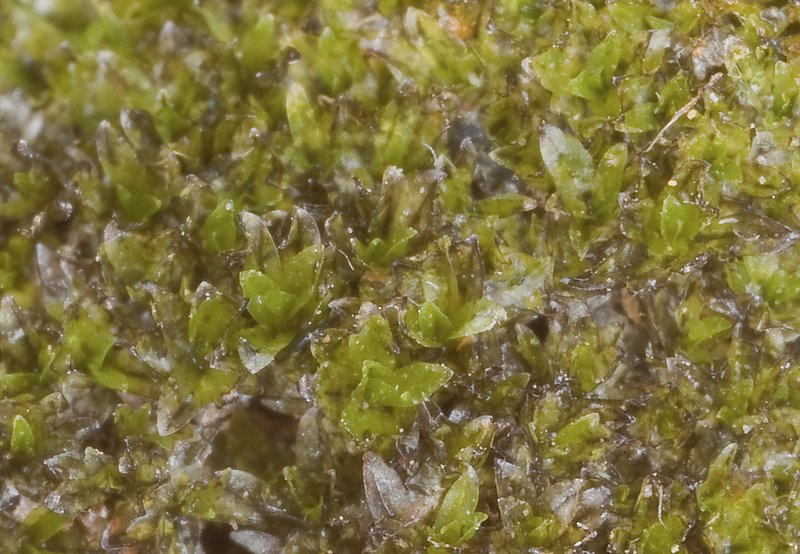 Ligulate Scopelophila Moss