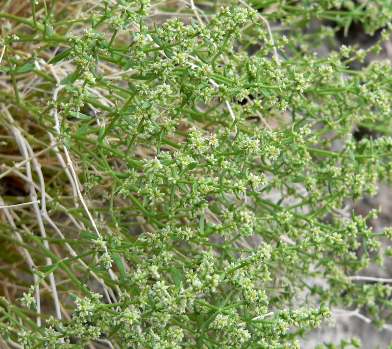 Rixford's Rockwort photo 4