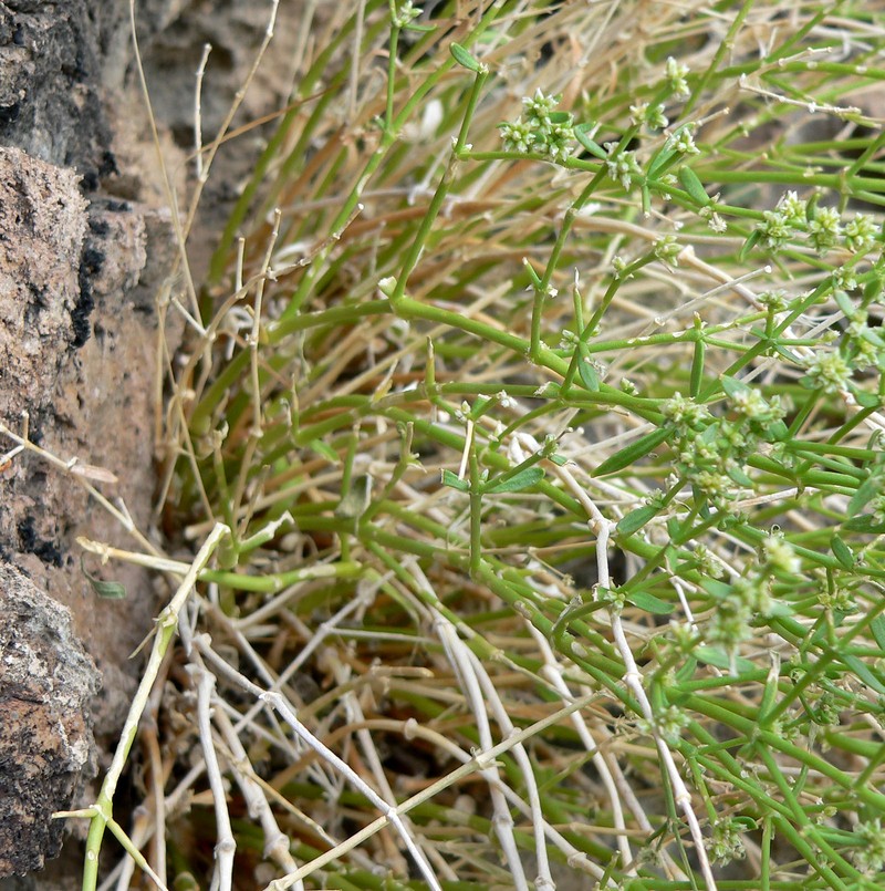 Rixford's Rockwort photo 5