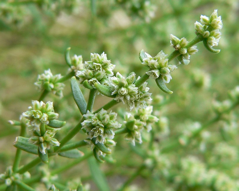 Rixford's Rockwort photo 2