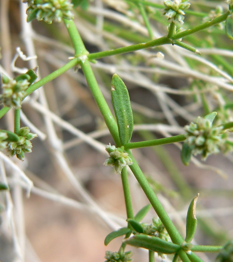 Rixford's Rockwort photo 3