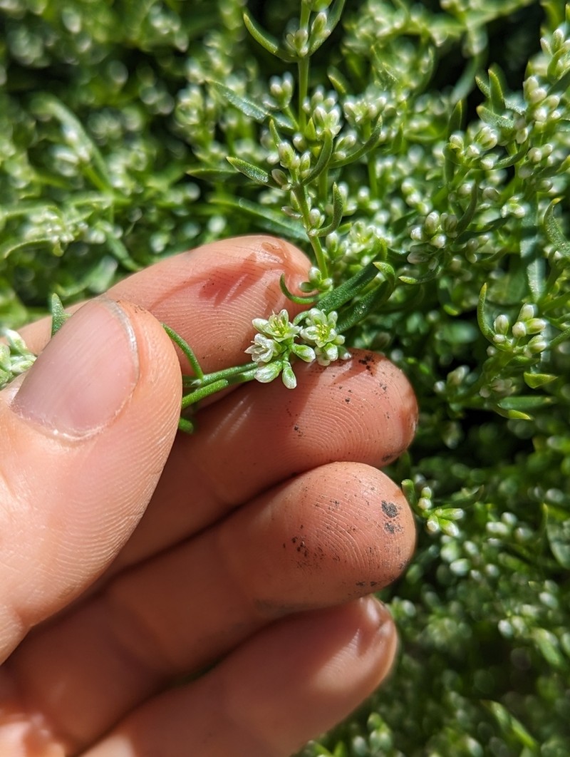 Rixford's Rockwort photo 3