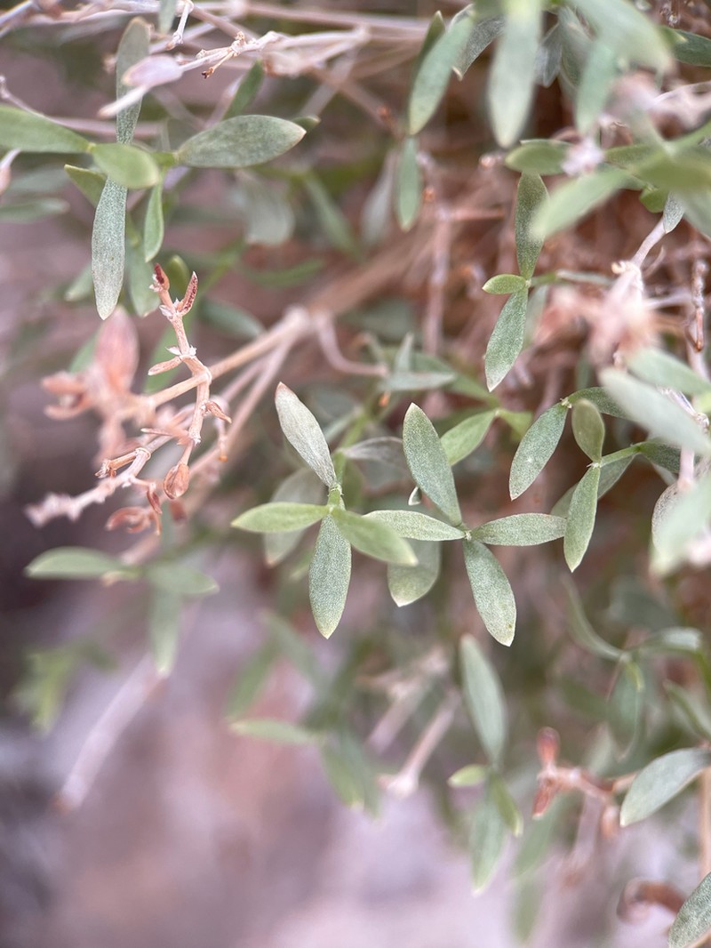 Rixford's Rockwort photo 4