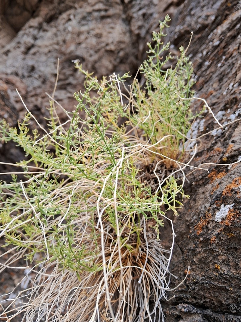 Rixford's Rockwort photo 5