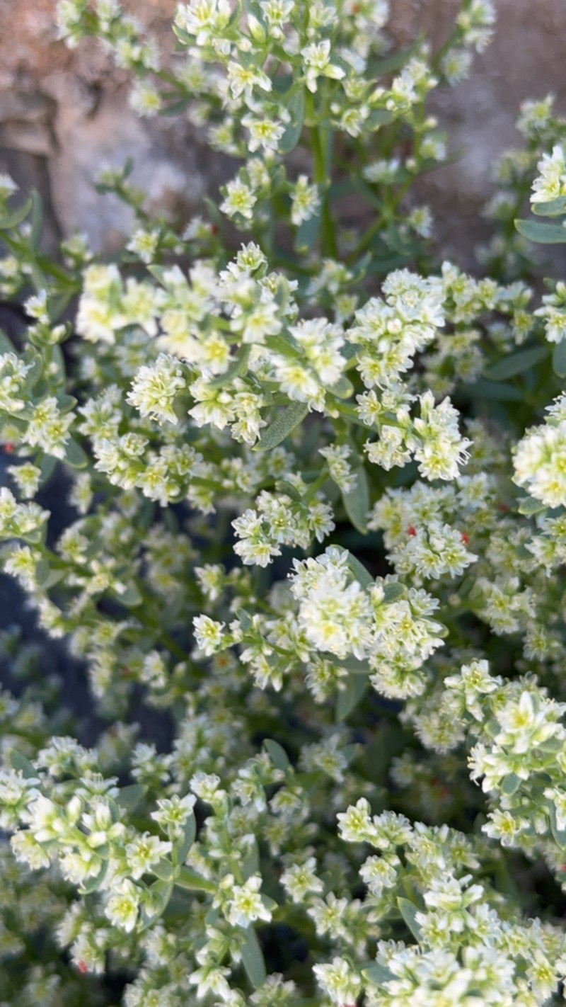 Rixford's Rockwort photo 6