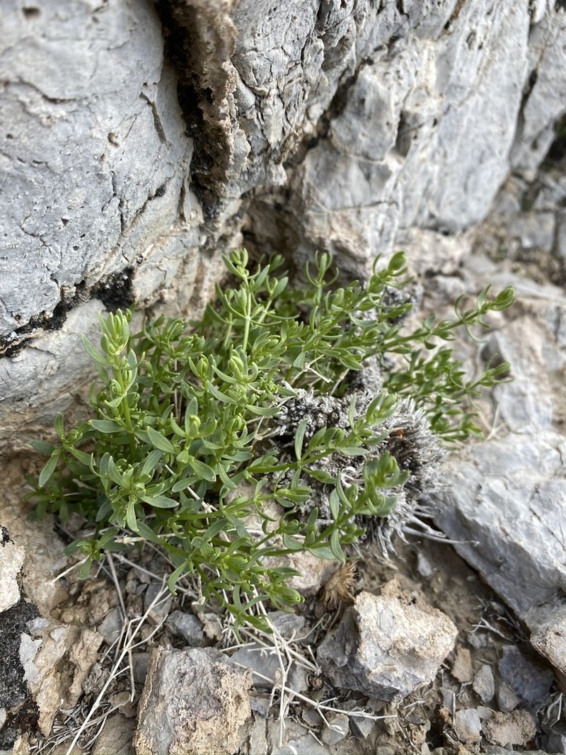 Rixford's Rockwort photo 7
