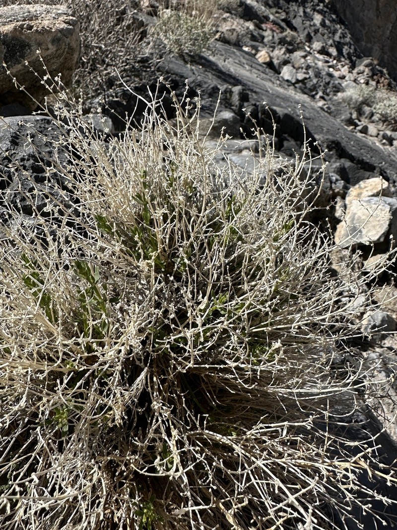 Rixford's Rockwort photo 8