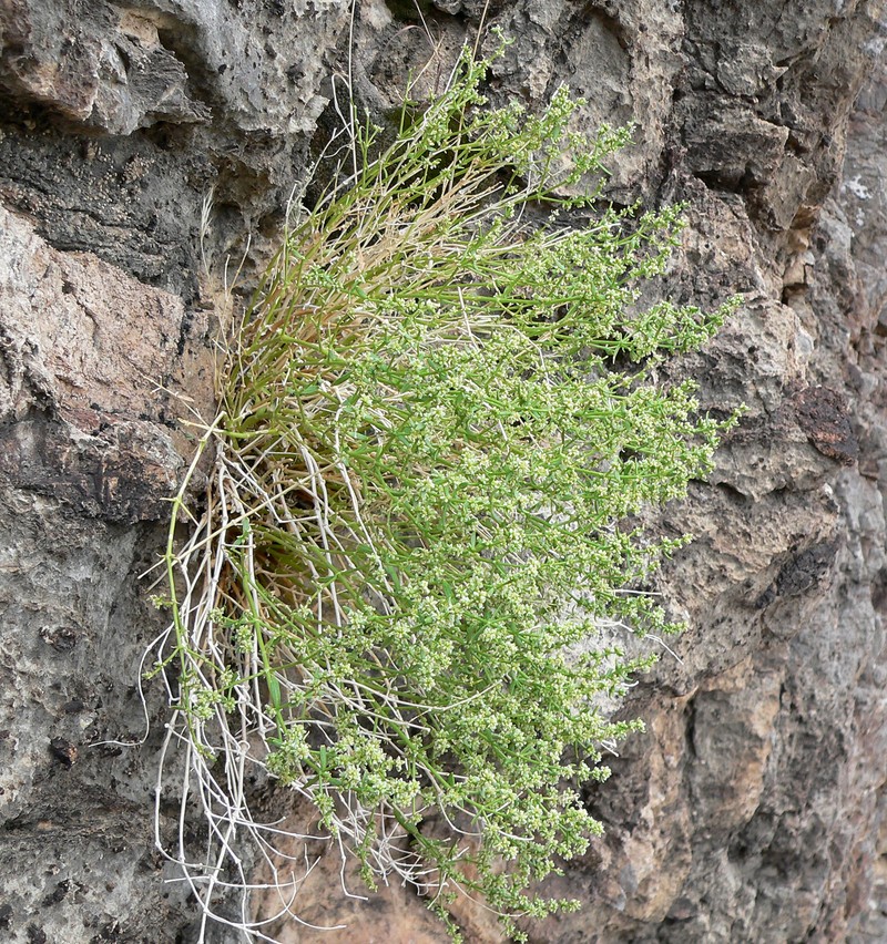Rixford's Rockwort
