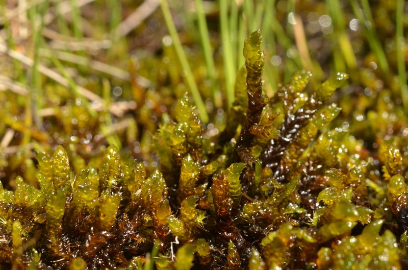 Scorpidium Moss