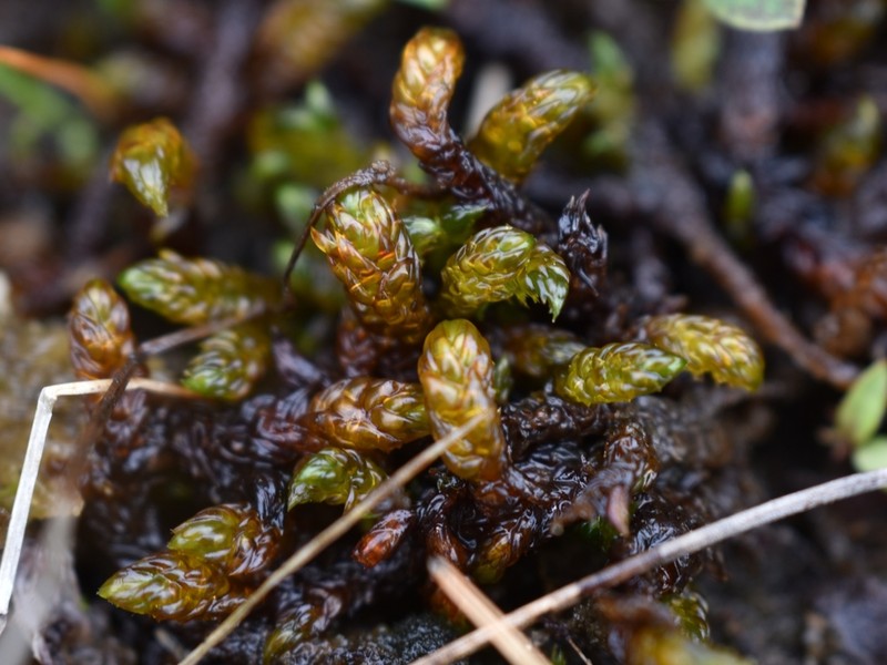 Scorpidium Moss photo 2
