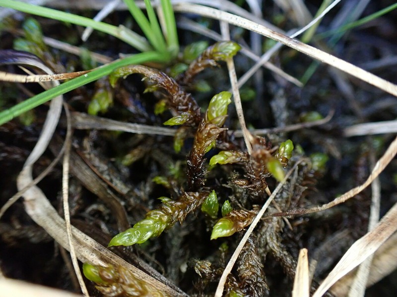 Scorpidium Moss photo 3