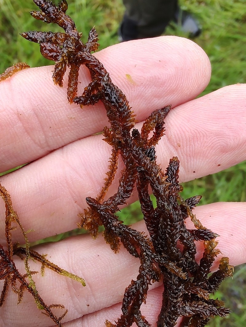 Scorpidium Moss photo 4