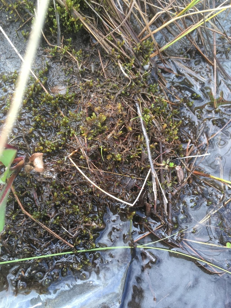 Scorpidium Moss photo 5