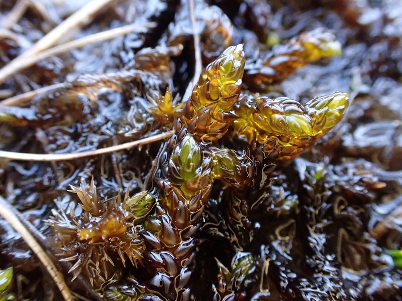 Scorpidium Moss photo 6