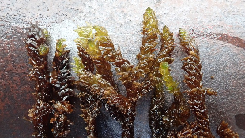 Scorpidium Moss photo 8