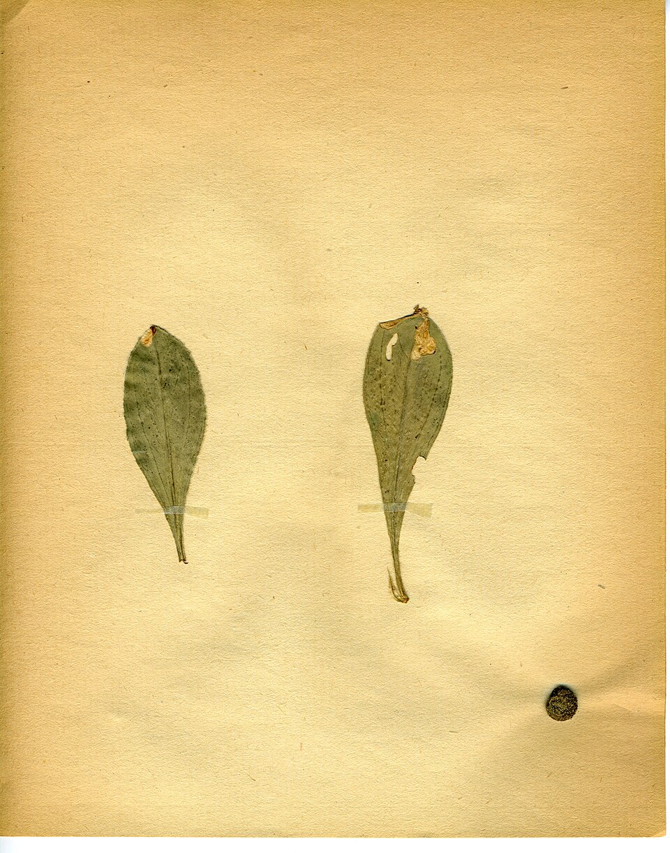 Prickly Scorpion's-Tail photo 4