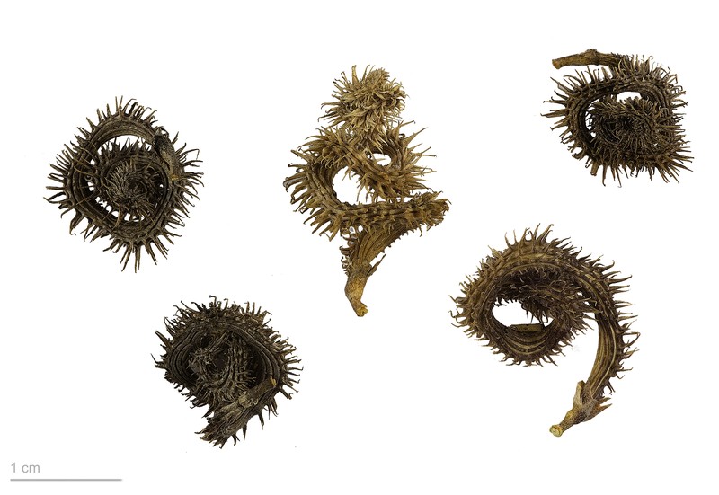 Prickly Scorpion's-Tail photo 2