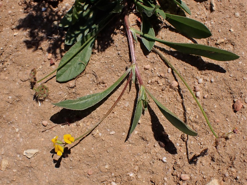 Prickly Scorpion's-Tail photo 3