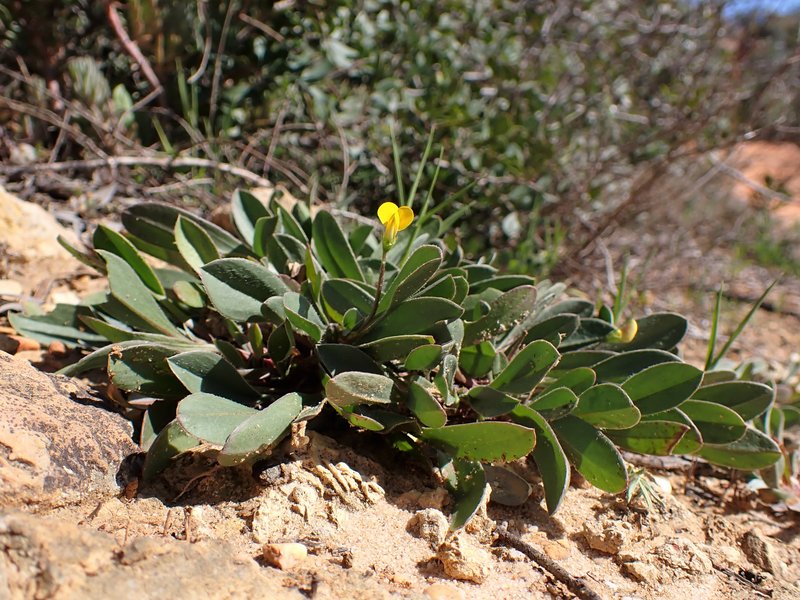 Prickly Scorpion's-Tail photo 5