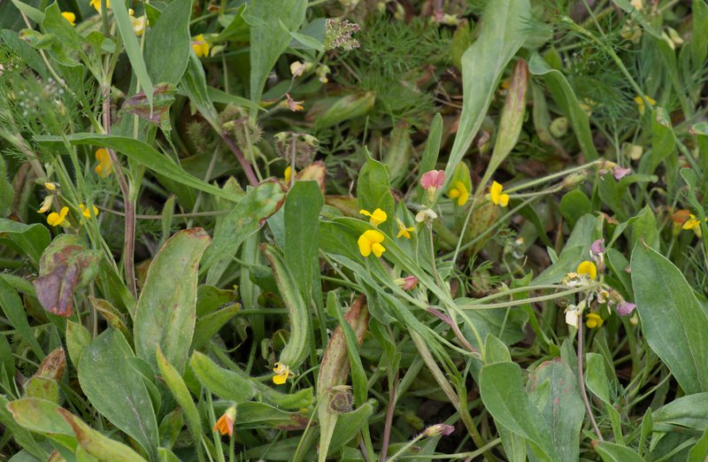 Scorpiurus vermiculatus