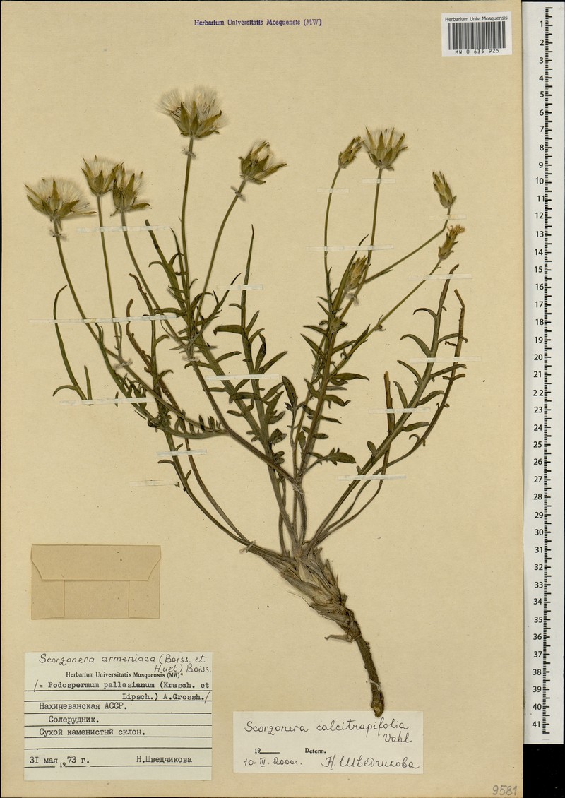 Scorzonera calcitrapifolia