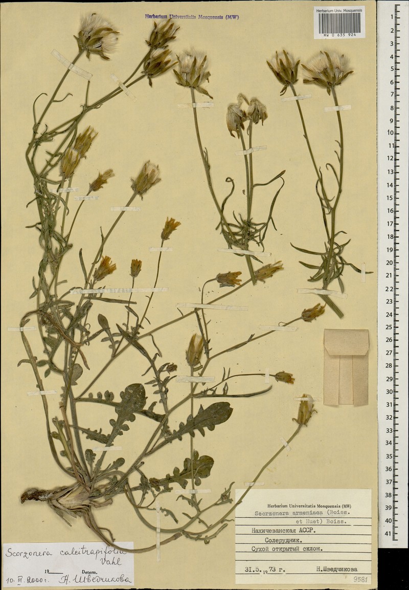 Scorzonera calcitrapifolia photo 2