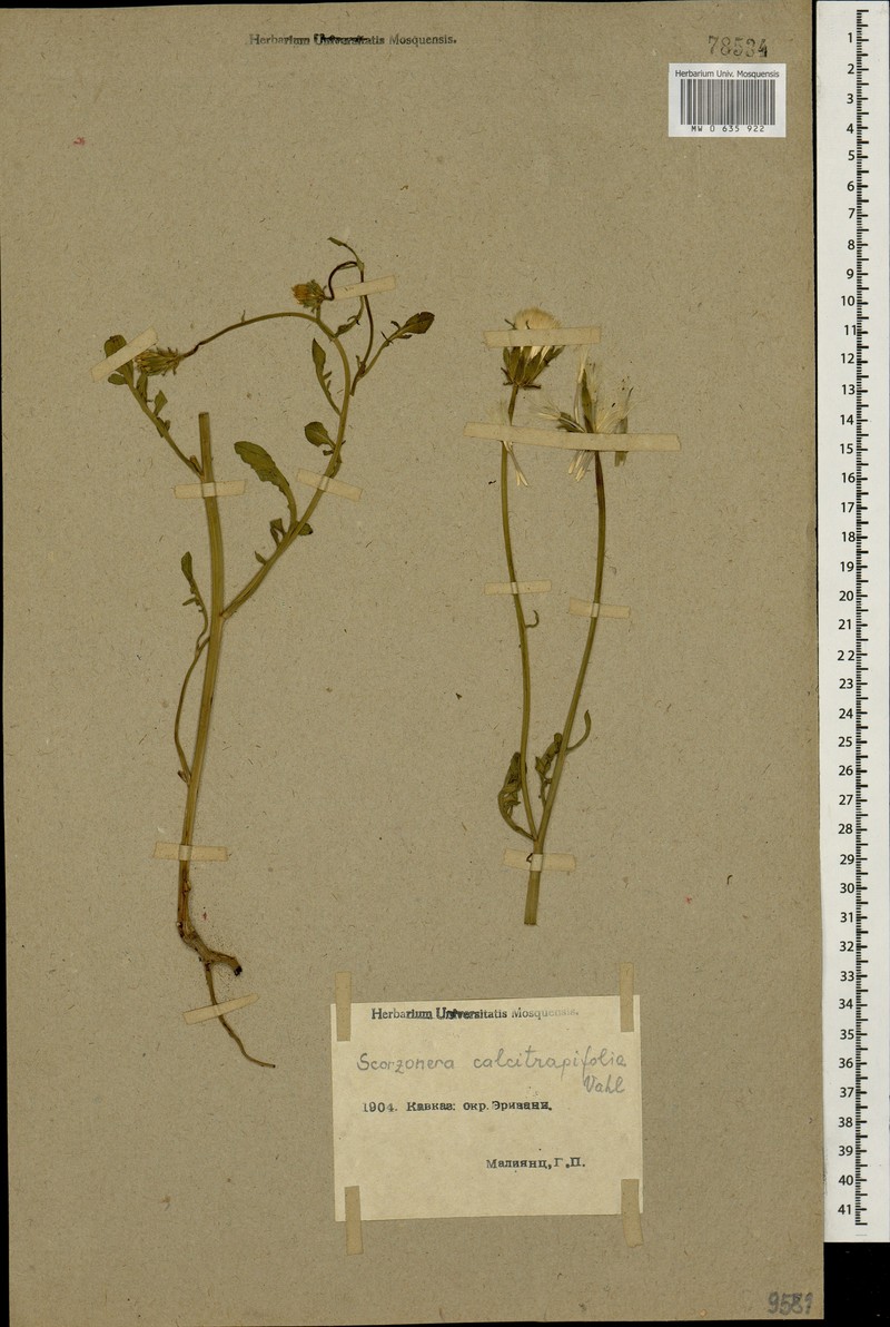 Scorzonera calcitrapifolia photo 3