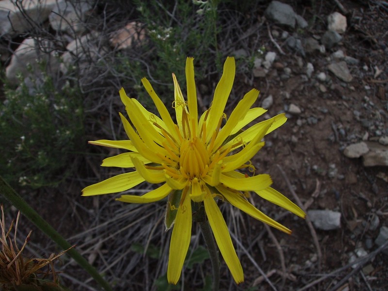 Cutleaf Vipergrass photo 2