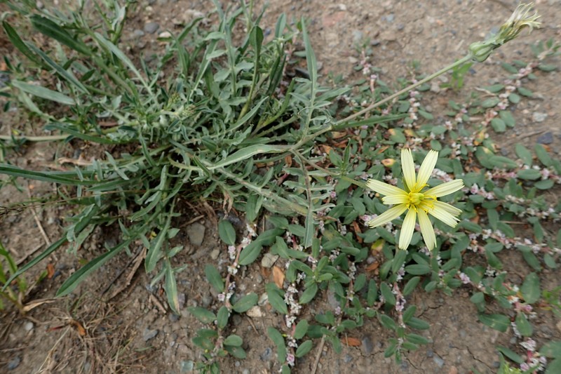 Cutleaf Vipergrass photo 3