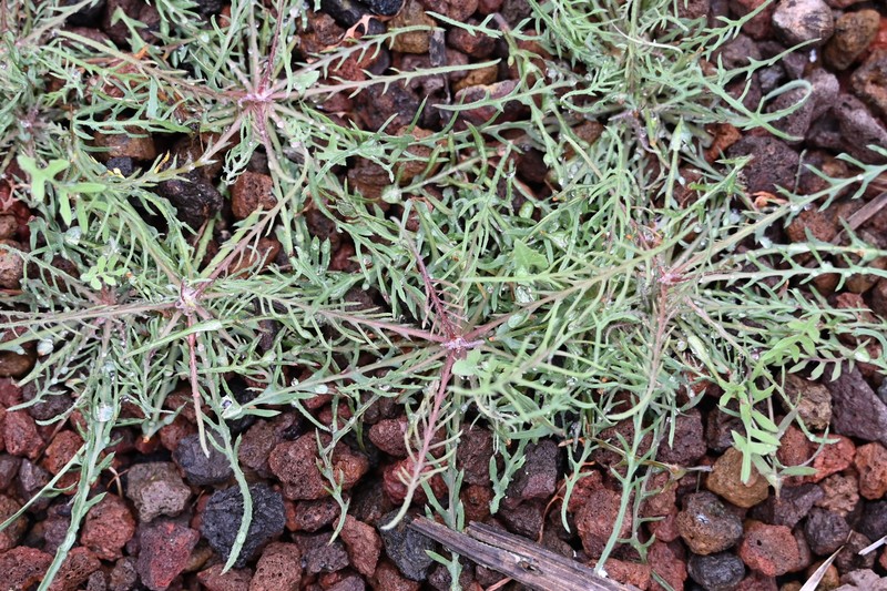 Cutleaf Vipergrass photo 4