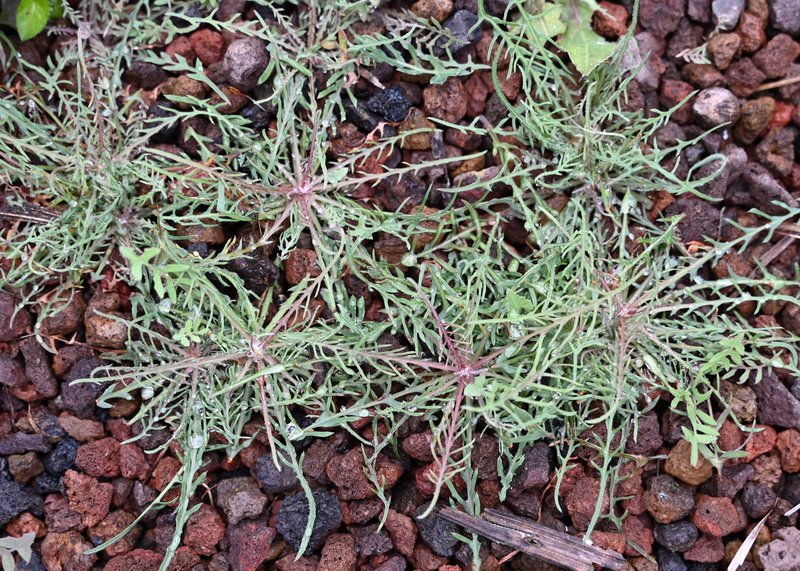 Cutleaf Vipergrass photo 5