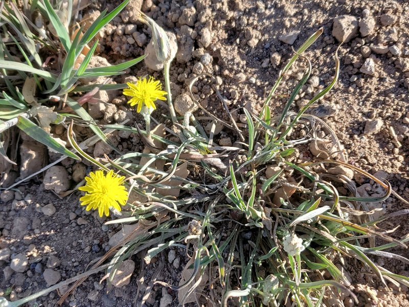 Cutleaf Vipergrass photo 6