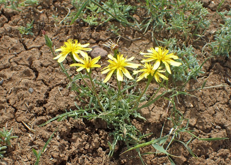 Cutleaf Vipergrass photo 7
