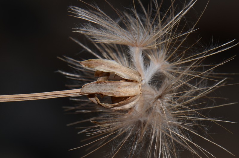 Scorzonera lafranchisiana
