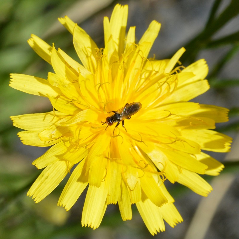 Fall Dandelion photo 6
