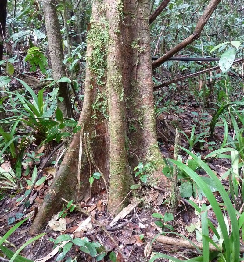 Scottellia leonensis