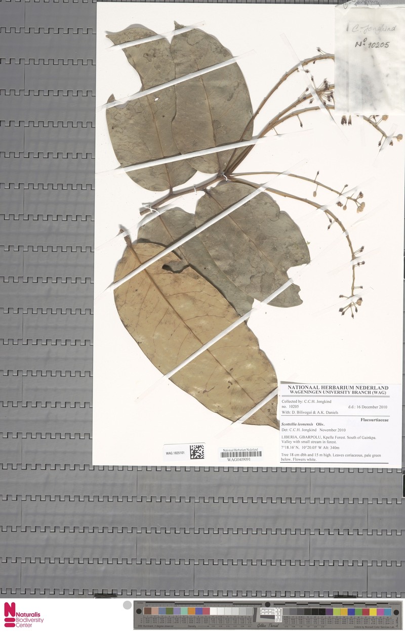 Scottellia leonensis photo 2