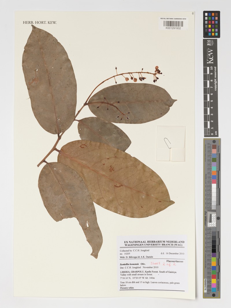 Scottellia leonensis photo 3