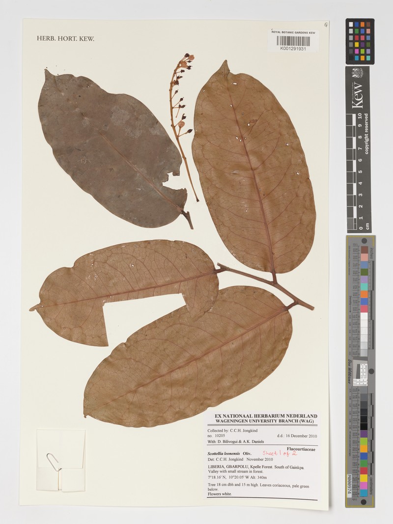 Scottellia leonensis photo 4