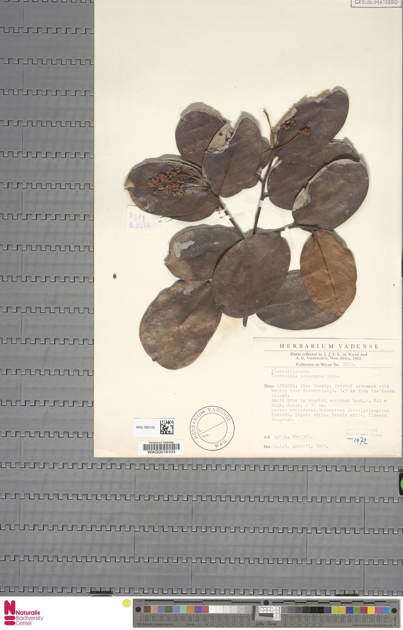 Scottellia leonensis photo 5