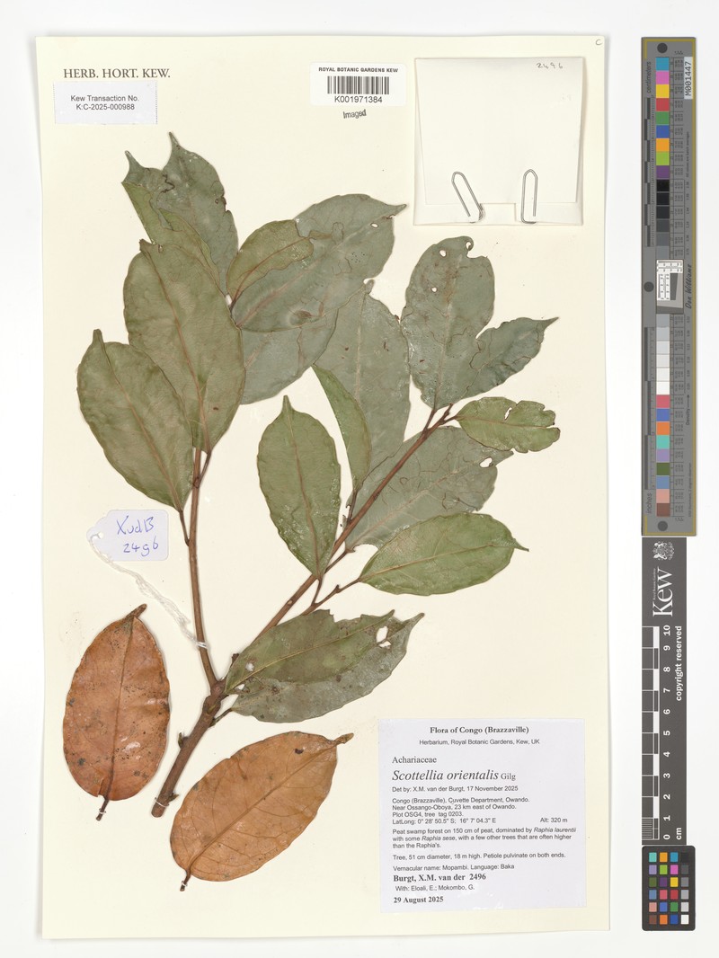 Scottellia orientalis