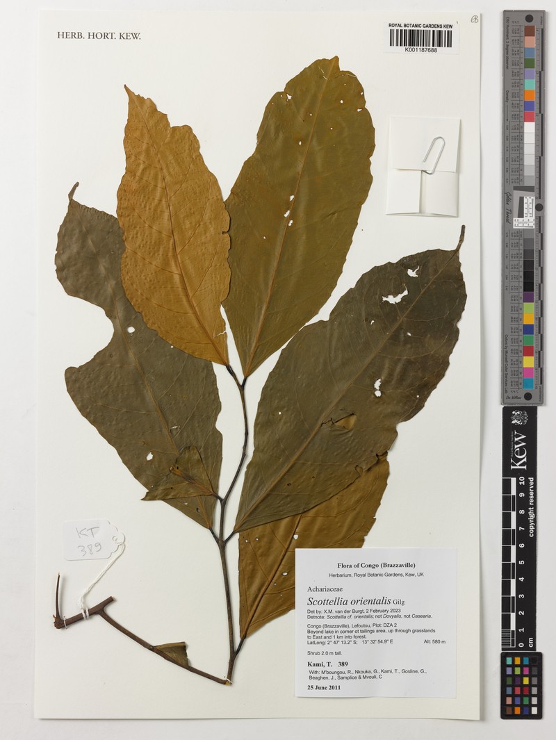 Scottellia orientalis photo 2